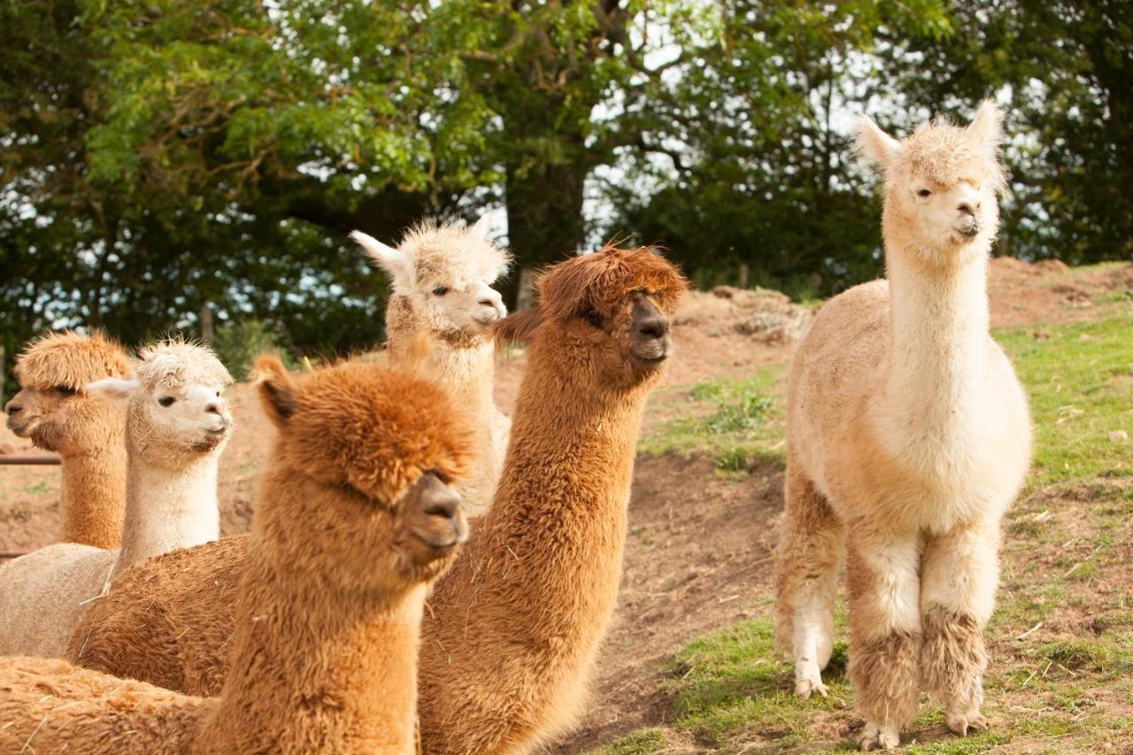 The Llama Hut Kirklevington Eksteriør bilde